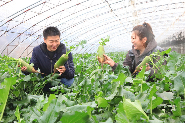 North China’s Tianjin Shawo Fruit Radish Celebrates Harvesting Season