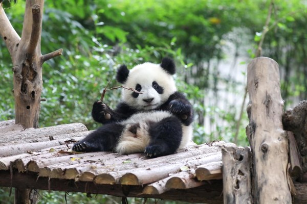 Chengdu: A must-visit destination for panda fans