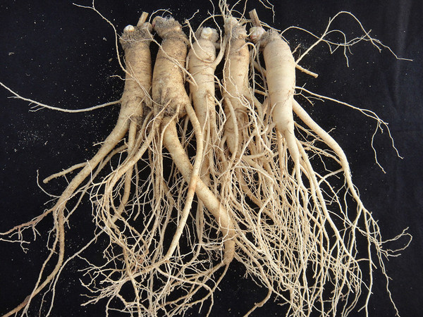 The Korea Ginseng Association Launches Promotional Activities to Publicize the Designation of ‘Farming and Medicinal Usage of Korean Ginseng’ as Intangible Cultural Heritage