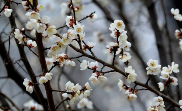 Xinhua Silk Road: Plum blossoms in full bloom in E. China’s Shandong Zaozhuang