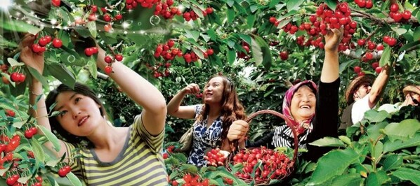 xinhua silk road: cherry planting empowers local rural economy in wendeng, e