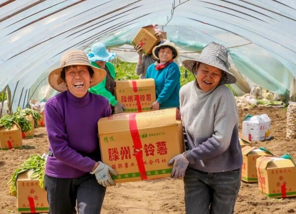 Xinhua Silk Road: E.China’s Tengzhou hosts potato expo to seek opening-driven development