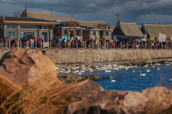 xinhua silk road: tourists flood in seaside village to watch gathering swans at rongcheng of e