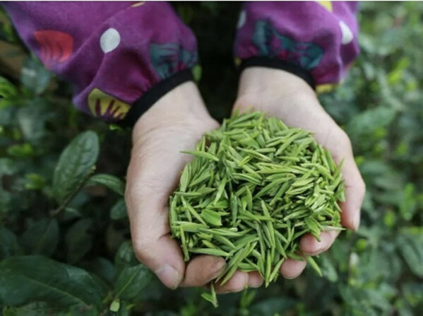 Fresh tea leaves picked in Duyun City, southwest China's Guizhou Province