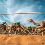 alula to host inaugural editions of arab cup for camel racing and world championship for international camel endurance, strengthening its status as the premier home of heritage sports